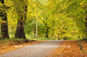Autumn colour in the beech trees that line the Grand Avenue thro