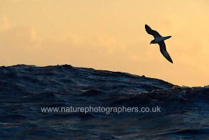 Bermuda Petrel