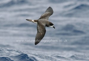 Bermuda Petrel
