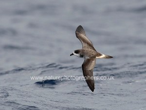 Bermuda Petrel