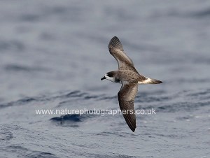 Bermuda Petrel
