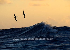 Bermuda Petrel