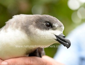 Bermuda Petrel being monitored