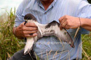 Bermuda Petrel being monitored