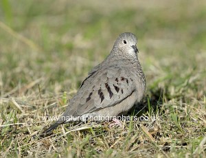 Common Ground-dove