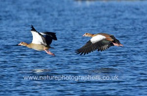 Egyptian Geese Flying over Pen Ponds