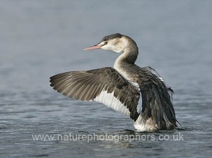 Great Crested Grebe Podiceps cristatus wing-stretching