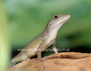 Jamaican Anole