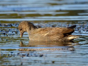 Juvenile Moorhen on Pen Ponds