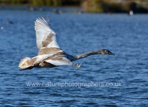 Juvenile Mute Swan in flight