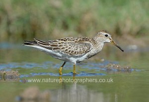 Pectoral Sandpiper