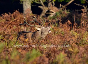 Red Deer Stag bellowing