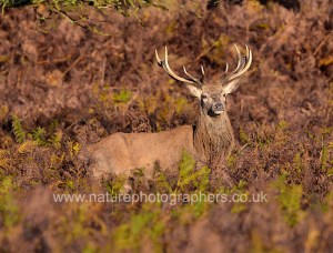 Red Deer Stag