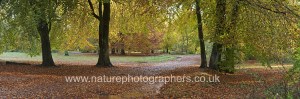 Autumn colours in Savernake Forest, Marlborough, Wiltshire