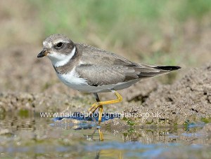 Semipalmated Plover
