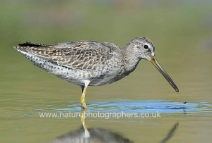Short-billed Dowitcher