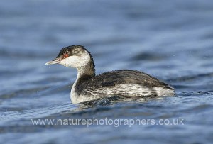 Slavonian Grebe Podiceps auritus