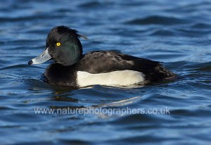 Male Tufted Duck