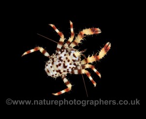 Spiny Squat Lobster - Galathea strigosa
