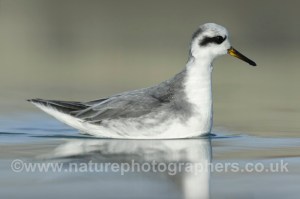 Grey Phalarope - Phalaropus lobatus - Winter Adult. Photographed at close quarters in Hove.