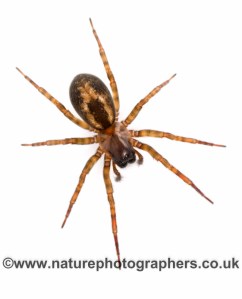 Amaurobius fenestralis - Female. Part of the Evan Jones spider collection.