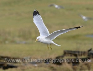 Ring-billed Gulls also made an appearance this winter.