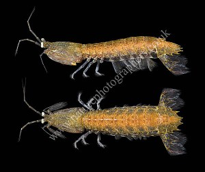 Mantis Shrimp - Rissoides desmaresti