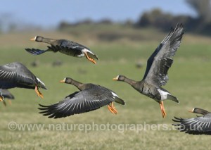 Greenland White-fronted Goose - Anser albifrons flavirostris