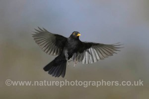 Blackbird Turdus merula - Male