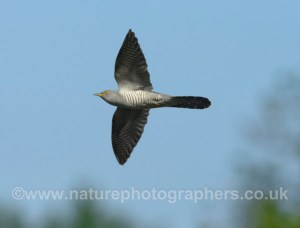 Cuckoo in flight - Cuculus canorus
