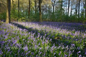 Bluebells in Micheldever Woods, Hampshire - Hycanithoides non-scripta