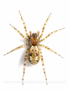 Arctosa perita - female. A specialist burrowing wolf spider found on sand dunes and other sandy habitats such as heaths and even spoil heaps. It is superbly camouflaged to match the open sand in its habitat.