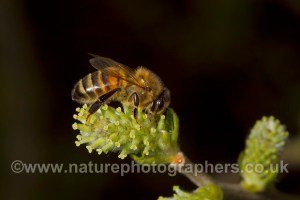 Honey Bee - Apis mellifera