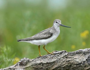 Terek Sandpiper - Xenus cinereus