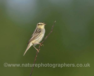 Aquatic Warbler - Acrocephalus paludicola