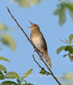 River Warbler - Locustella fluviatilis