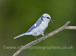 Azure Tit - Cyanistes cyanus