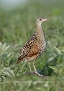 Corn Crake - Crex crex