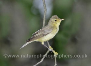 Icterine Warbler - Hippolais icterina