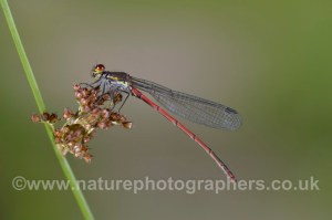 Large Red Damselfly - Pyrrhosoma nymphula