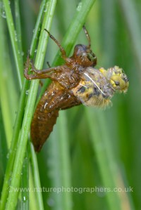 Four-spotted Chaser - Libellula quadrimaculata