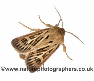 Antler Moth - Cerapteryx graminis