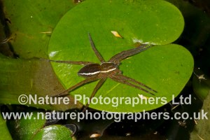 Fen Raft Spider - Dolomedes plantarius