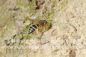 Fen Mason Wasp - Odynerus simillimus