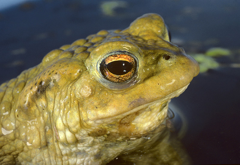 Toad Rage 1 by Paul Sterry