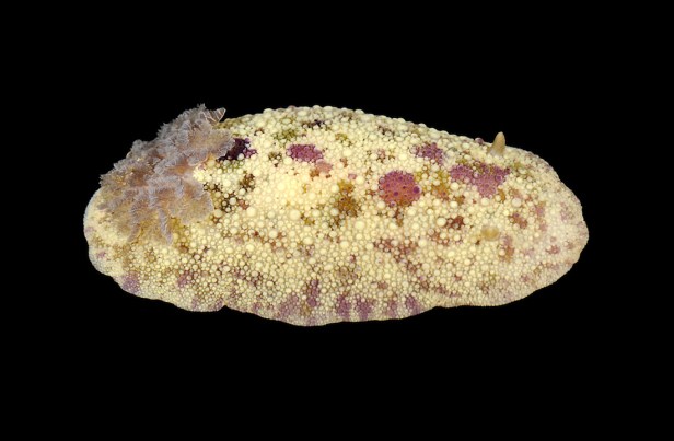Sea Lemon - Archidoris pseudargus