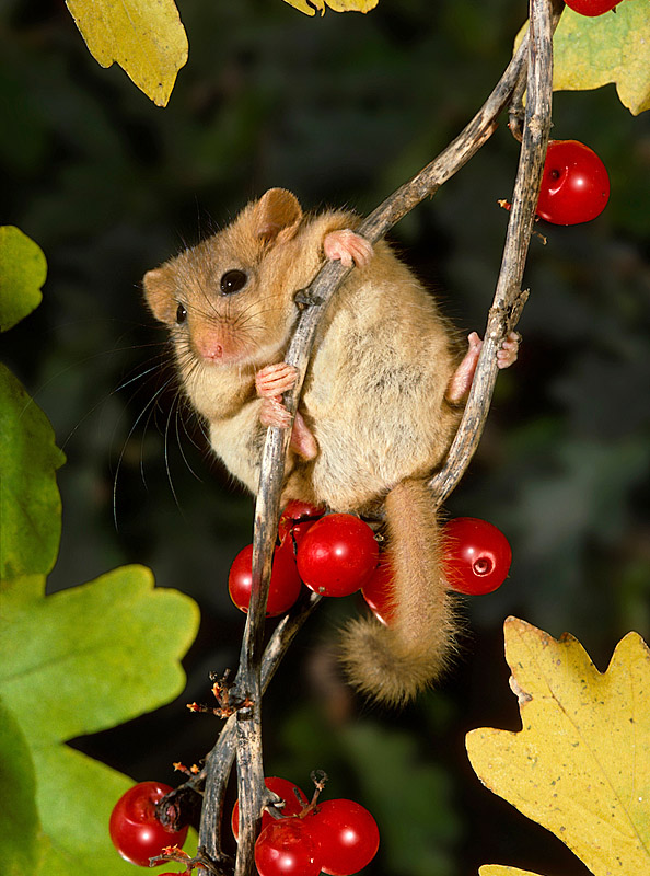 Hazel Dormouse - Muscardinus avellanarius