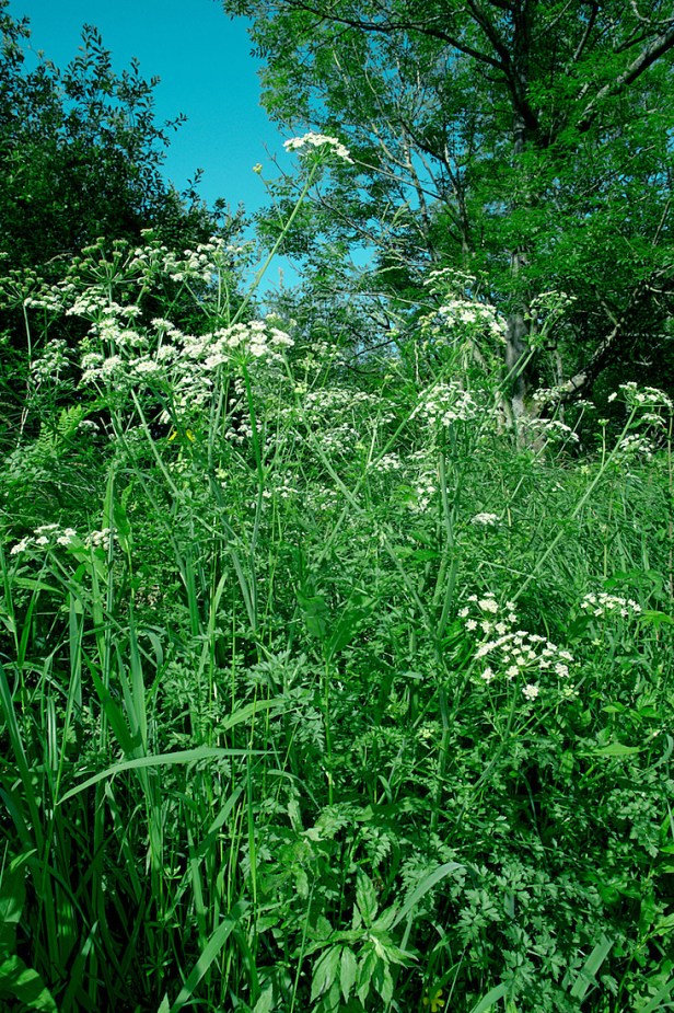 Hemlock Water-dropwort - Oenanthe crocata