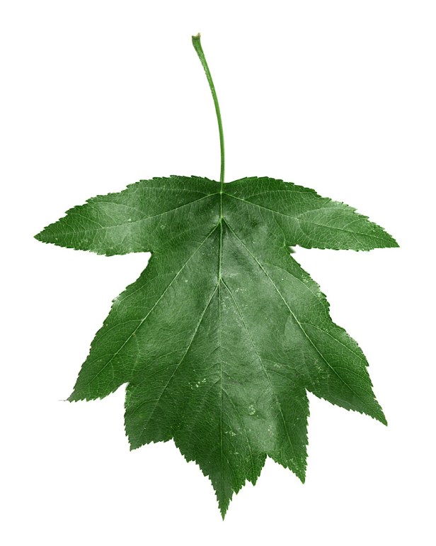 Wild Service Tree - Sorbus torminalis