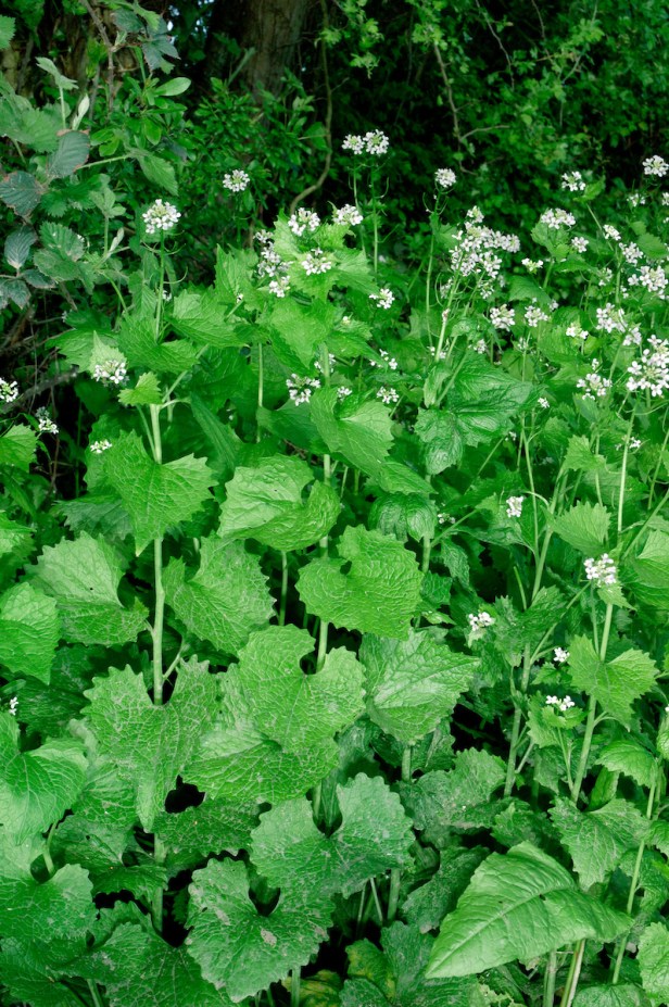Garlic Mustard - Alliaria petiolata